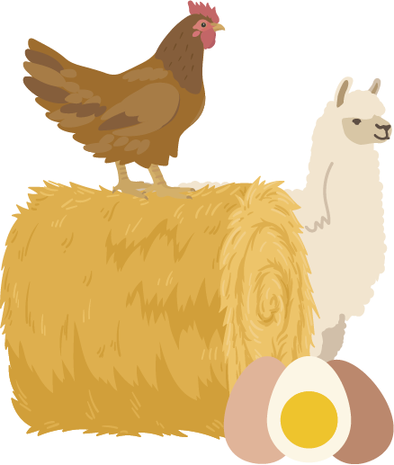 Rothkehl_Alpaka_Huhn_Ei_Stroh